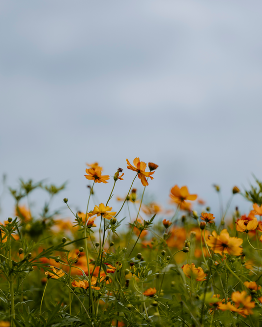 A new beginning for weary hearts